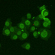 Ku70 antibody immunocytochemistry HeLa cells STJA0033221