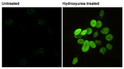 Phospho-Histone H2AX immunofluorescence 3T3 cells STJA0033230