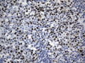 MCM2 antibody immunohistochemistry human tonsil normal tissue STJA0033293