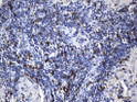 CD8 alpha antibody immunohistochemistry human lymph node tissue STJA0033295