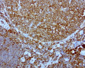 DOCK2 antibody immunohistochemistry human tonsil STJA0033316
