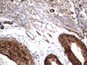 CD146 antibody immunohistochemistry human endometrium tissue STJA0033329