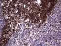 RRM1 antibody immunohistochemistry human tonsil STJA0033332
