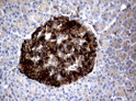 FCGR1A antibody immunohistochemistry human pancreas tissue STJA0033340