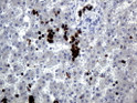 HEMGN antibody immunohistochemistry human embryonic liver STJA0033343