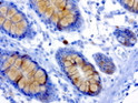 Musashi 1 antibody immunohistochemistry human colon tissue STJA0033369