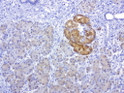 Musashi 1 antibody immunohistochemistry human pancreas STJA0033369