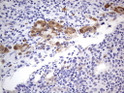 MADCAM1 antibody immunohistochemistry human lymph node tissue STJA0033382