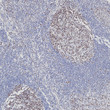 MSH2 antibody immunohistochemistry paraffin-embedded tonsil tissue STJA0033396