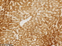 CPS1 antibody immunohistochemistry human liver tissue STJA0033407