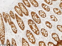 GPA33 antibody immunohistochemistry human colon tissue STJA0033408