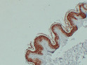 Cytokeratin 1 antibody immunohistochemistry paraffin-embedded skin STJA0033458