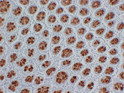 Mucin 2 antibody immunohistochemistry colon tissue paraffin-embedded STJA0033468