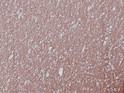 Myelin Basic Protein antibody immunohistochemistry cerebellum STJA0033470