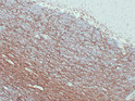 Myelin Basic Protein antibody immunohistochemistry cerebellum paraffin-embedded STJA0033470