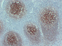CD35 antibody immunohistochemistry paraffin-embedded tonsil STJA0033482