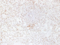 CD3e antibody immunohistochemistry paraffin-embedded spleen STJA0033503