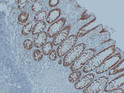 Claudin 3 antibody immunohistochemistry paraffin-embedded colon tissue STJA0033512