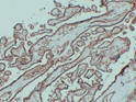 GLUT1 antibody immunohistochemistry human placenta paraffin-embedded STJA0033522