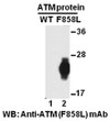 ATMF858L antibody western blot recombinant protein STJA0033554