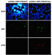 ATMF858L antibody immunofluorescence HEK293T cells STJA0033554