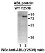 ABLY253H antibody western blot recombinant protein STJA0033557