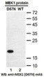 MEK1D67N antibody western blot recombinant protein STJA0033558