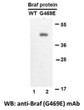 BRAF G469E antibody western blot recombinant protein STJA0033565