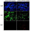 BRAFG469E antibody immunofluorescence HEK293T cells STJA0033565
