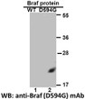 BRAFD594G antibody western blot recombinant protein STJA0033567