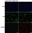 CTNNB1 antibody immunofluorescence HEK293T cells STJA0033576