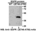 EGFRE746-A750del antibody western blot recombinant protein STJA0033596