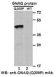 GNAQQ209P antibody western blot recombinant protein STJA0033611