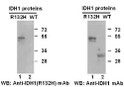IDH1R132H antibody western blot recombinant protein STJA0033614