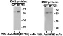 IDH2R172H antibody western blot recombinant protein STJA0033615