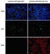 IDH2 R172H antibody immunofluorescence HEK293T cells STJA0033615