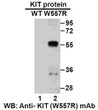 KITW557R antibody western blot recombinant protein STJA0033627