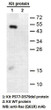 KITP577-D579 DEL antibody western blot recombinant protein STJA0033631
