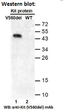 KITV560DEL antibody western blot recombinant protein STJA0033632