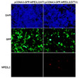 Anti-NFE2L2D77V antibody immunofluorescence HEK293T cells STJA0033641