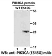 PIK3CAE545G antibody western blot recombinant protein STJA0033646