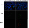 PIK3CAE545G antibody immunofluorescence HEK293T cells STJA0033646