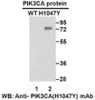 PIK3CAH1047Y antibody western blot recombinant proteins STJA0033651