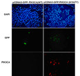 PIK3CAH1047Y antibody immunofluorescence HEK293T cells STJA0033651