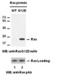 Ras G12D antibody western blot recombinant proteins STJA0033656