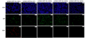Anti-RasQ61L antibody immunofluorescence HEK293T cells STJA0033661