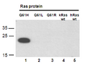 Ras Q61H antibody western blot recombinant Ras proteins STJA0033662