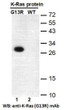 RASG13R antibody western blot recombinant proteins STJA0033666