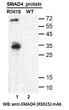 SMAD4R361S antibody western blot recombinant protein STJA0033672