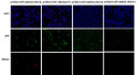 SMAD4 antibody immunofluorescence HEK293T cells STJA0033672